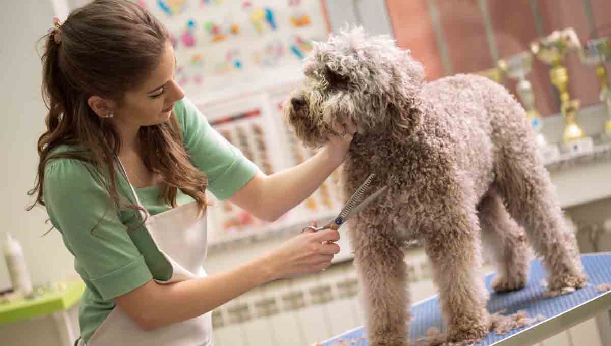 Dog Grooming at Home A Guideline for Pet Parents