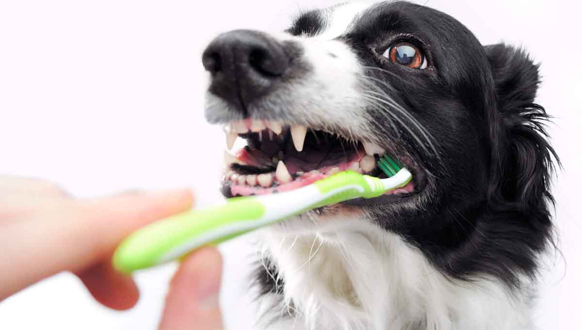 dog-dental-cleaning-5-tips-for-a-healthy-smile