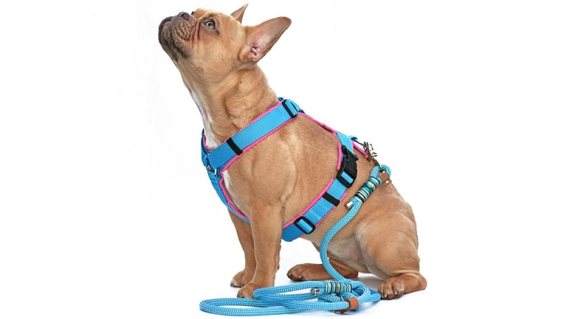 dog owners using harness